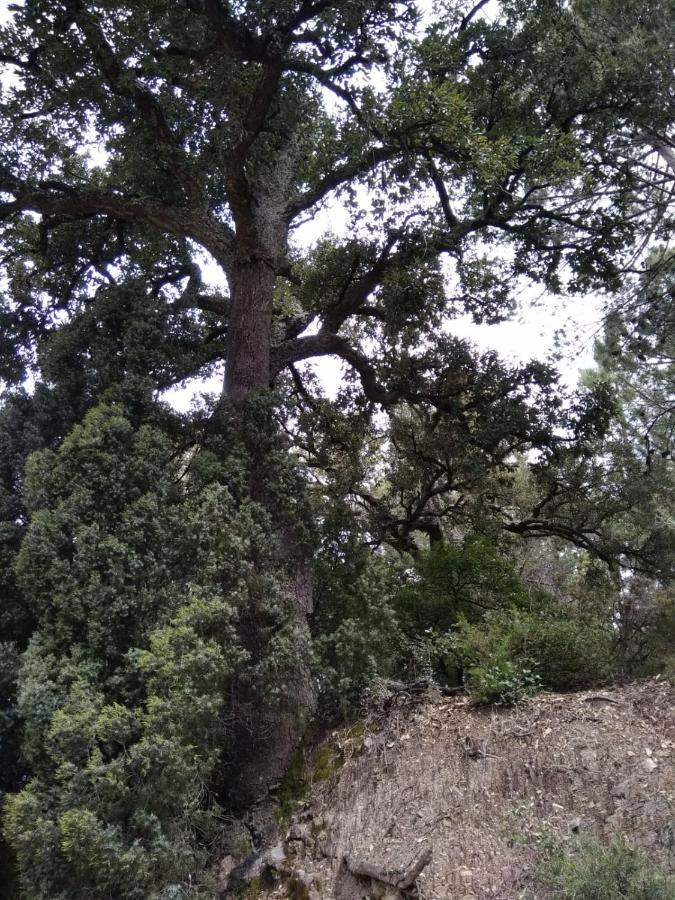 Casa De Amparo Y Jose Manuel ξενώνας Pavies Εξωτερικό φωτογραφία